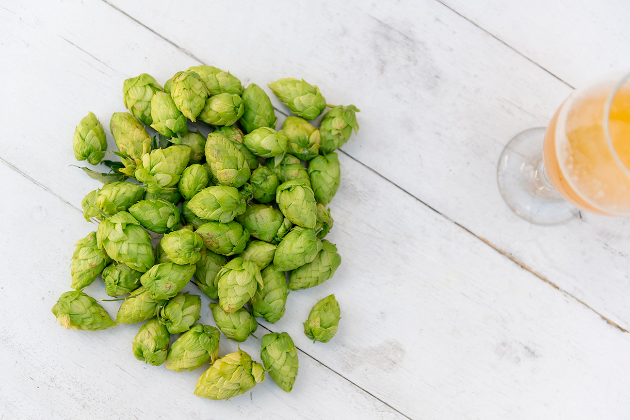 ¿Qué son los IBUs en la cerveza y cómo afectan al sabor?